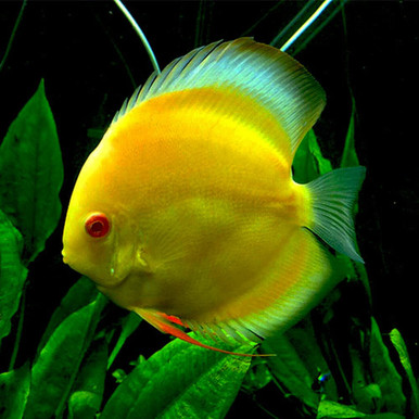 Albino Yellow Discus