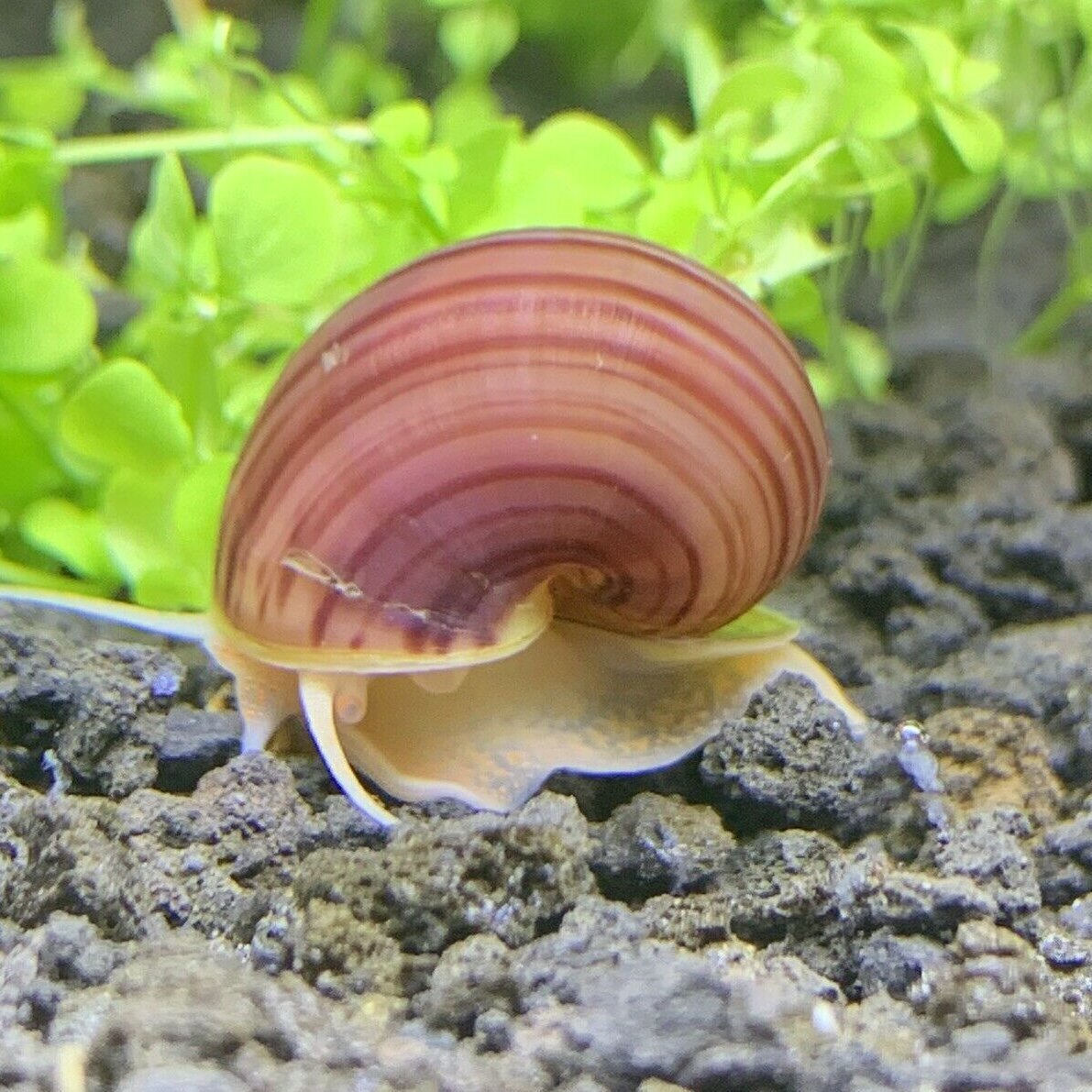 algae-eating-snails-in-substrate