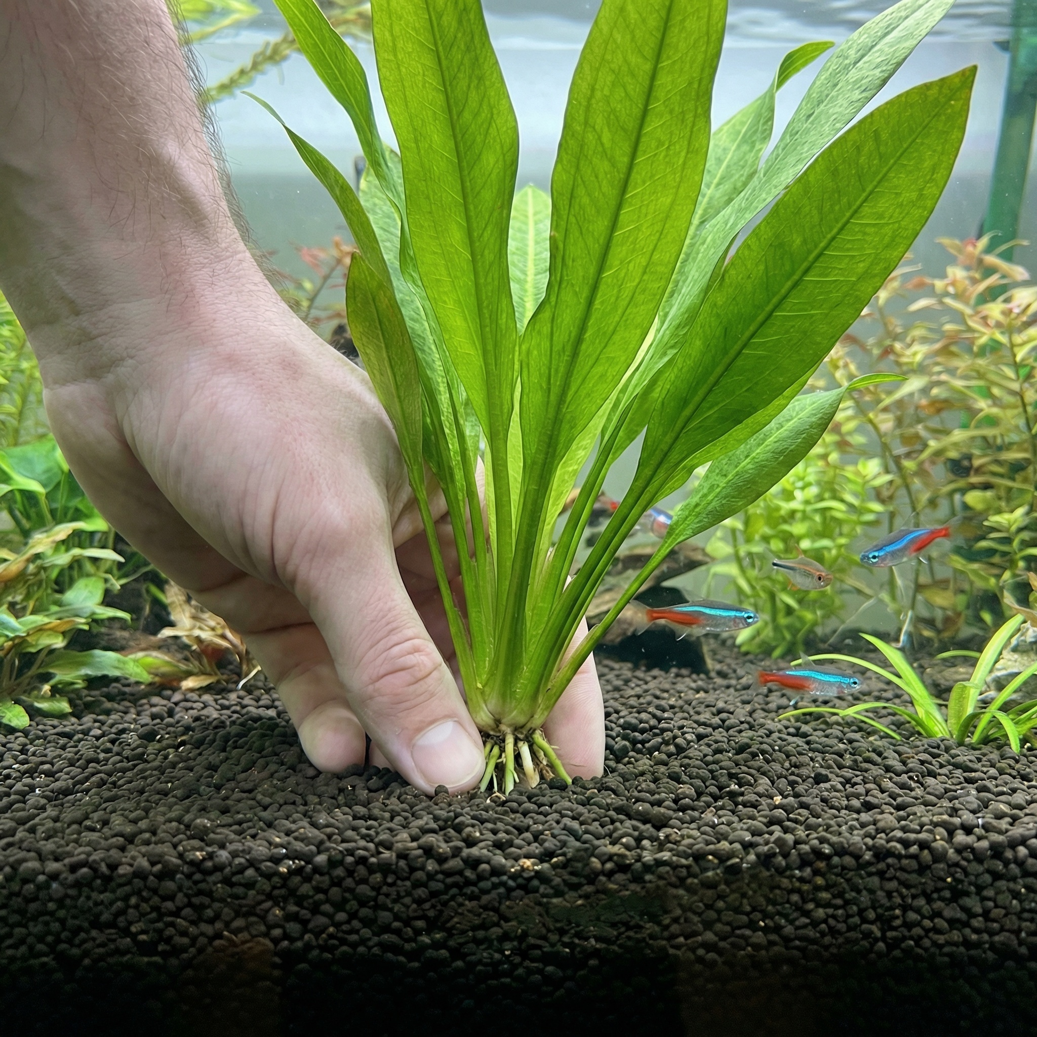 Amazon Sword planting
