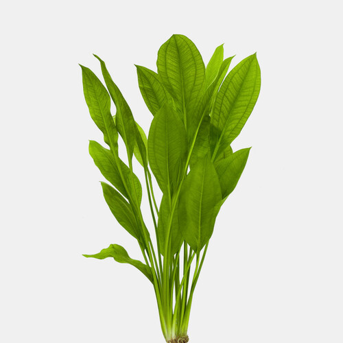 amazon sword aquarium plant