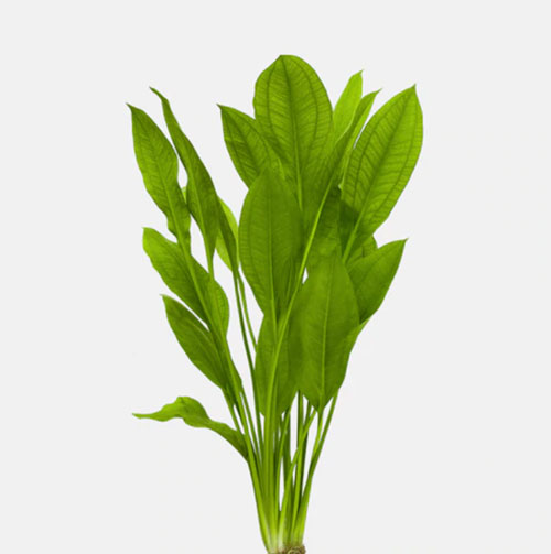 amazon sword echinodorus plant