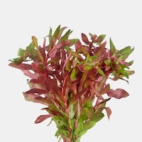 Ammania Senegalensis Aquarium Plant