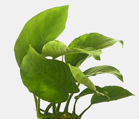 anubias barteri background plant