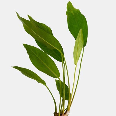 anubias congensis plant