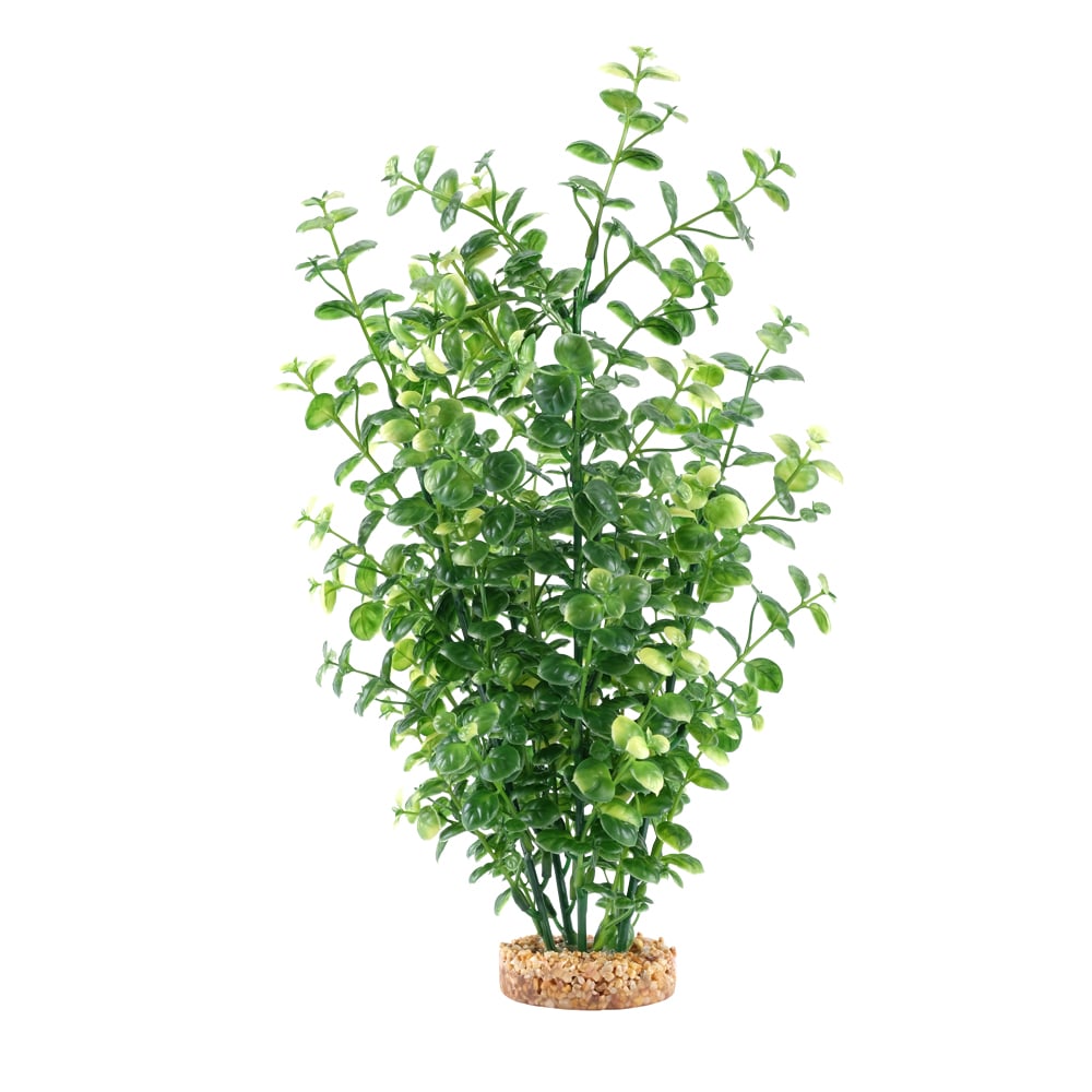 Fluval Green Bacopa Green Bacopa