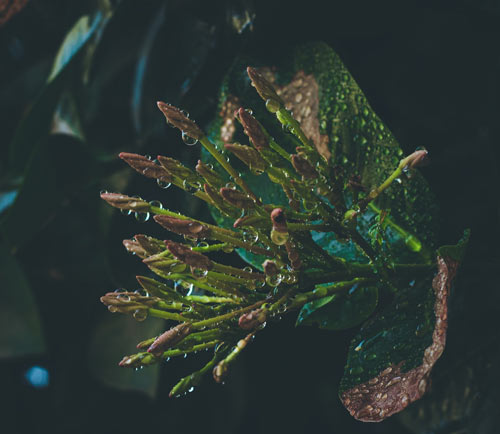 Aquatic plants against a black background.