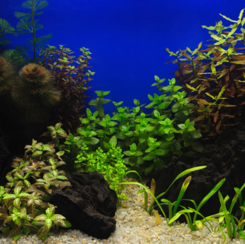 assorted plants in an aquarium