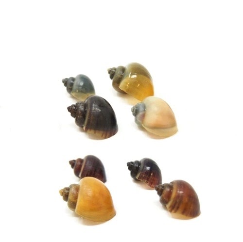aquarium snail shell variety sample
