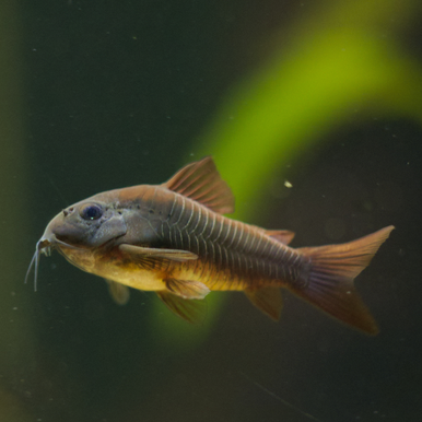 Black Venezuela Cory