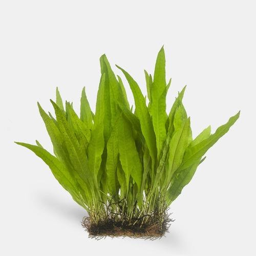 Java Fern Mat