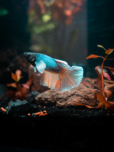 A blue and pink fish swimming in an aquarium.