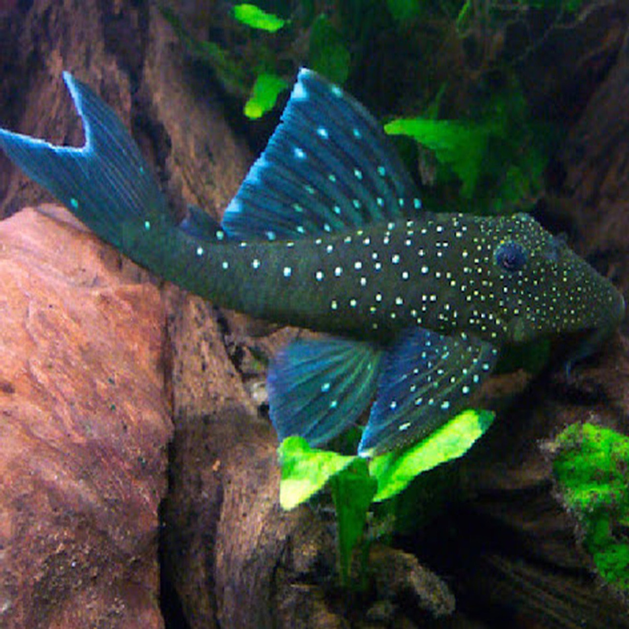 blue phantom pleco