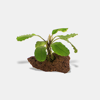 Bucephalandra on Lava Rock