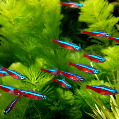 Cardinal Tetra