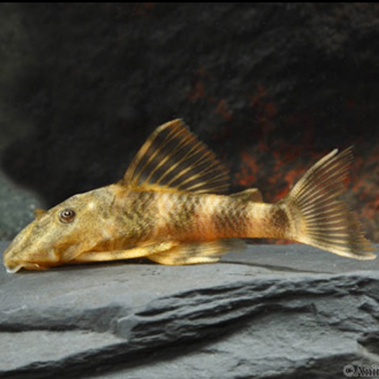 clown-pleco.jpg