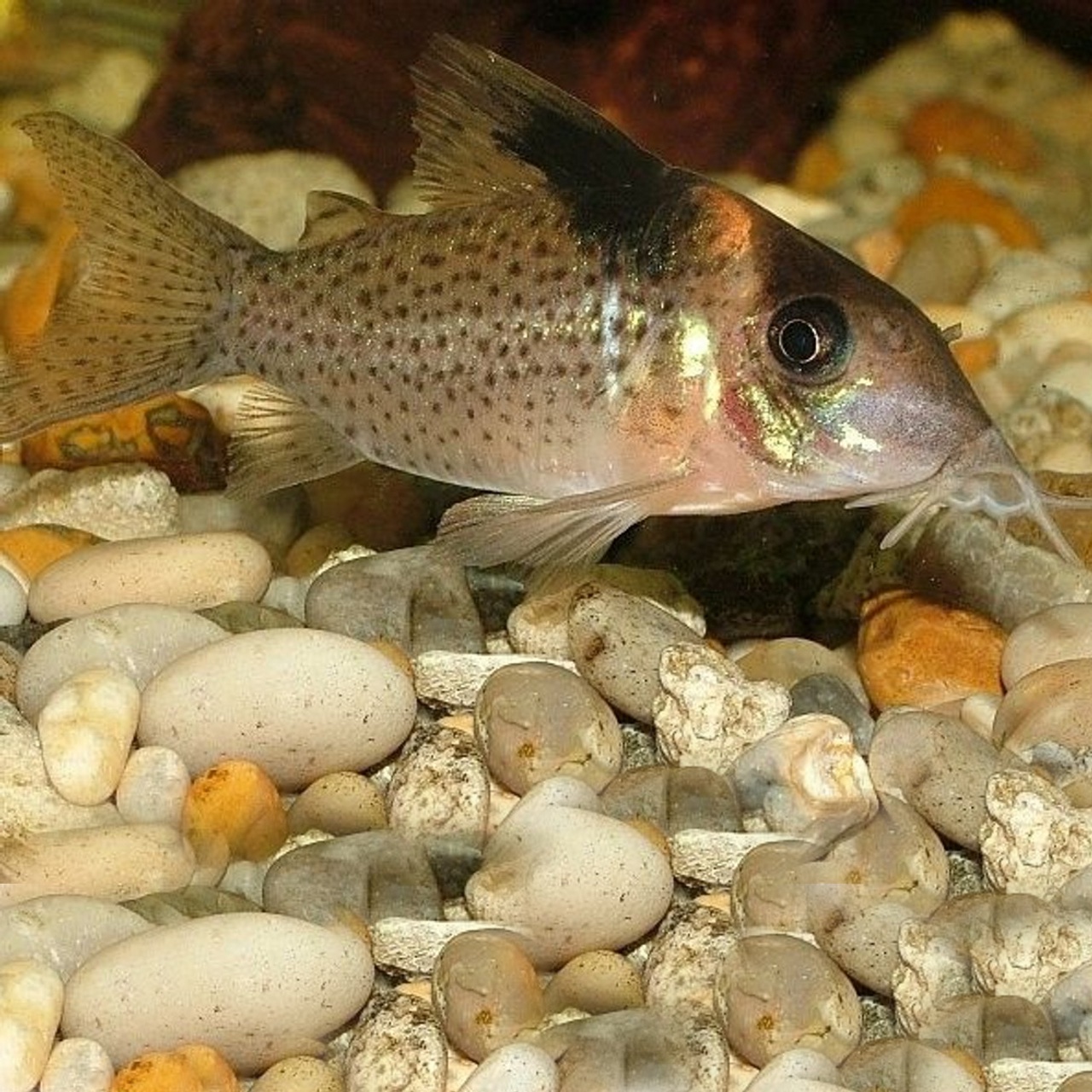Spotted Melanistius Cory