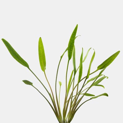 leafy cryptocoryne lucen plant