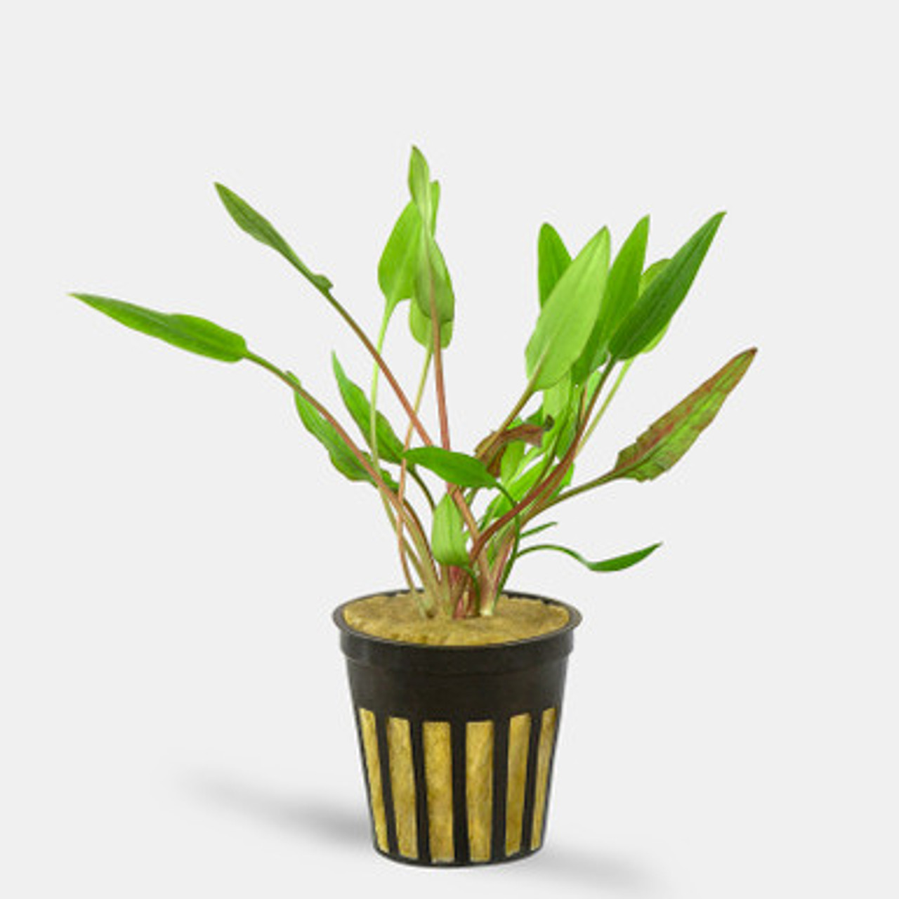 Cryptocoryne Lutea