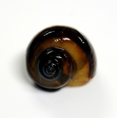 dark brown aquarium snail shell