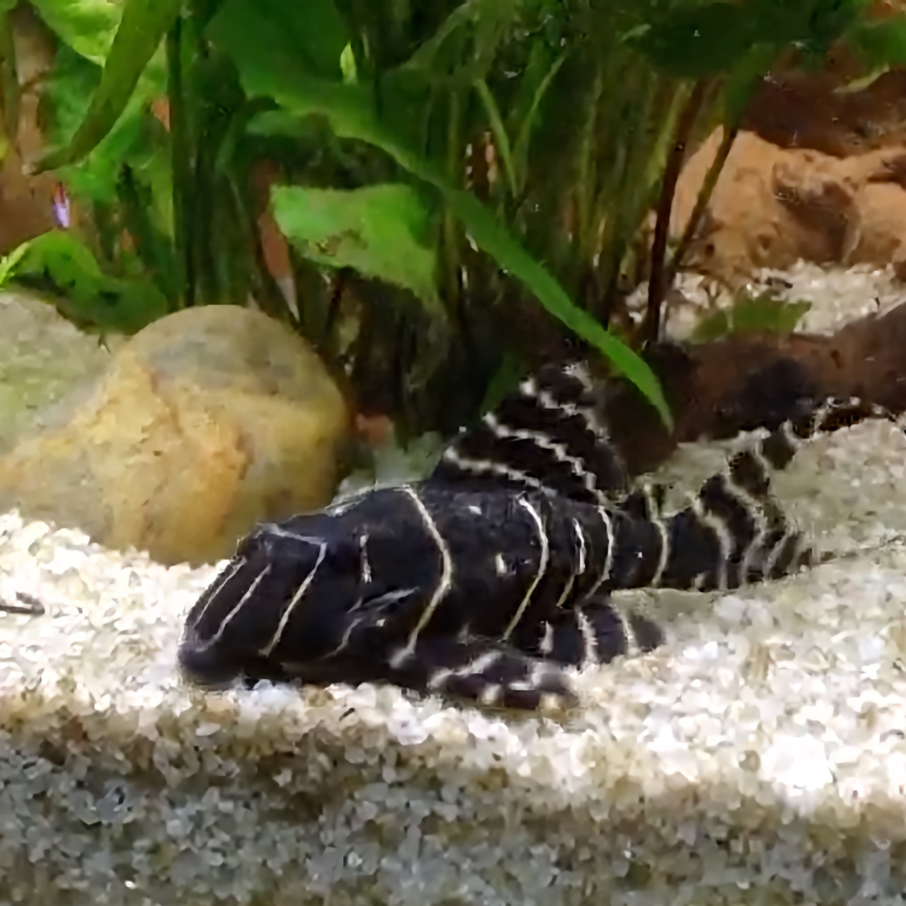 emperor type of pleco