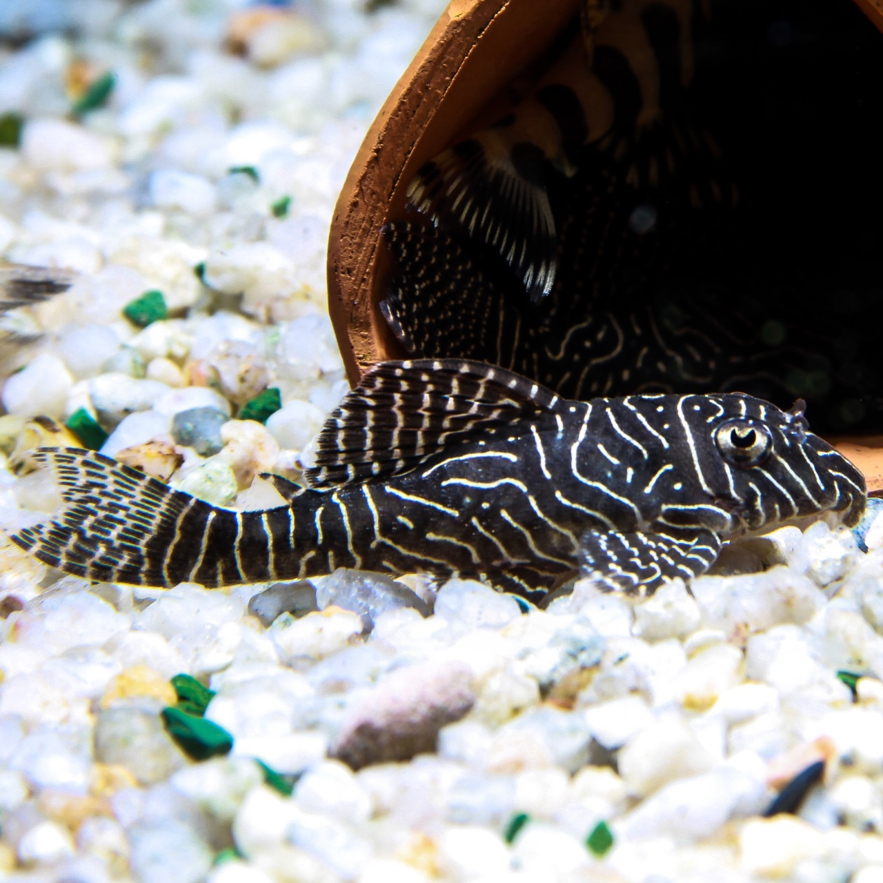 false zebra plecostomus type