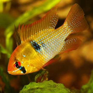 German Ram Cichlid