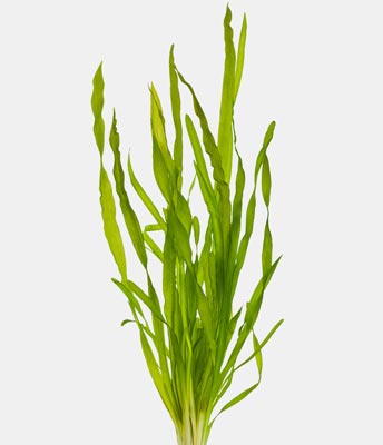 giant corkscrew vallisneria plant