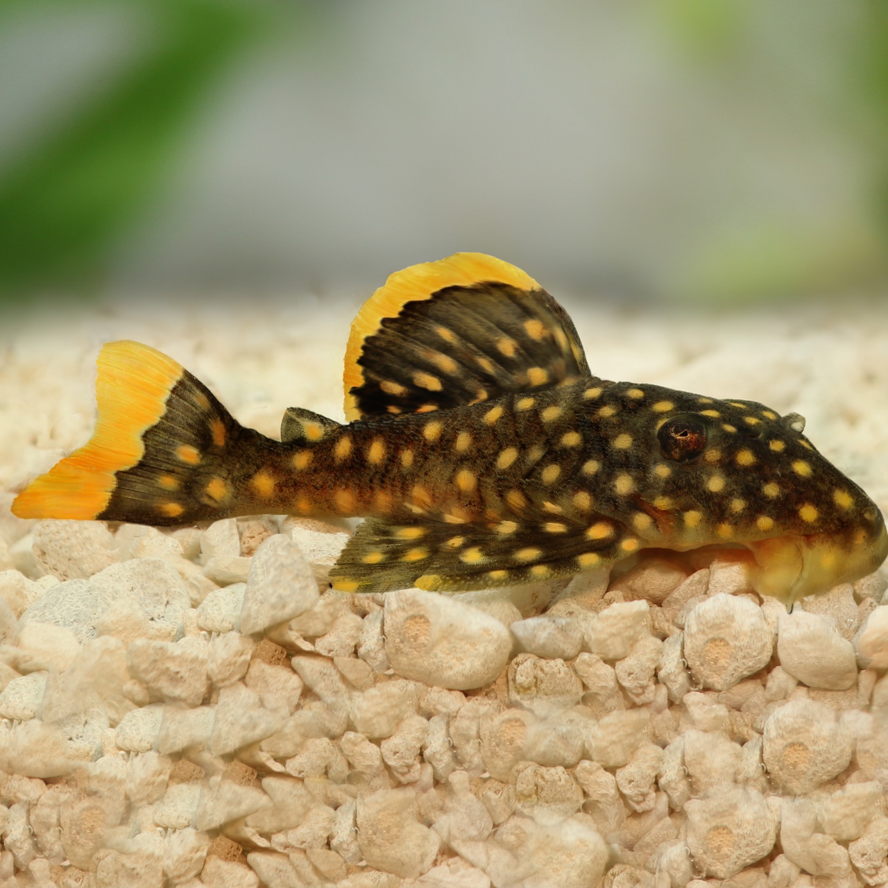 GOLD NUGGET PLECO L018