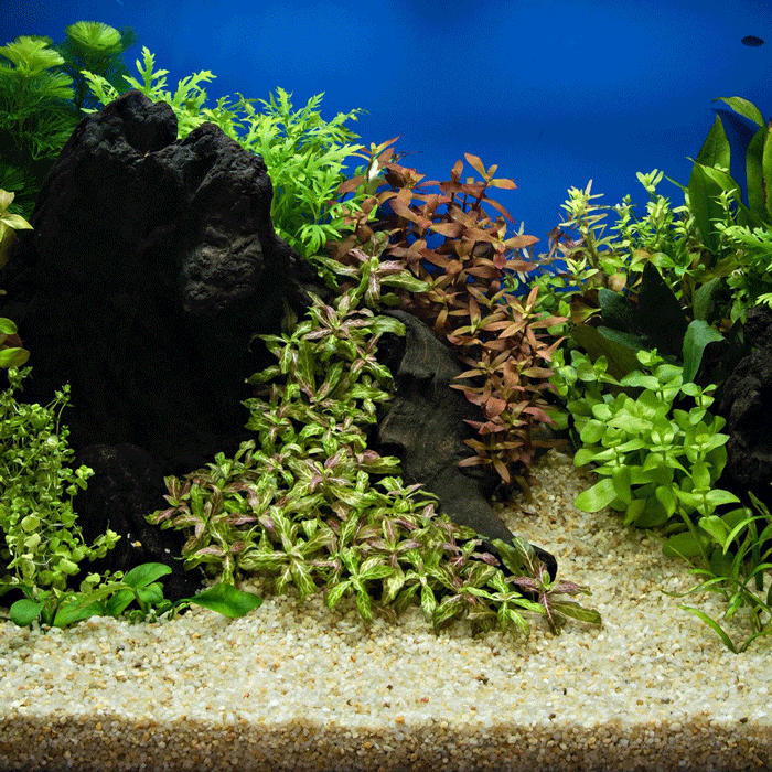 hardscape freshwater aquarium plants 