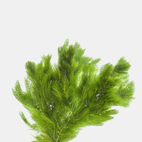 Hornwort (Ceratophyllum Demersum)