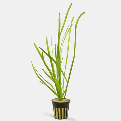 potted italian vallisneria spiralis