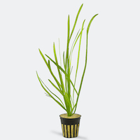 Italian (Vallisneria Spiralis)