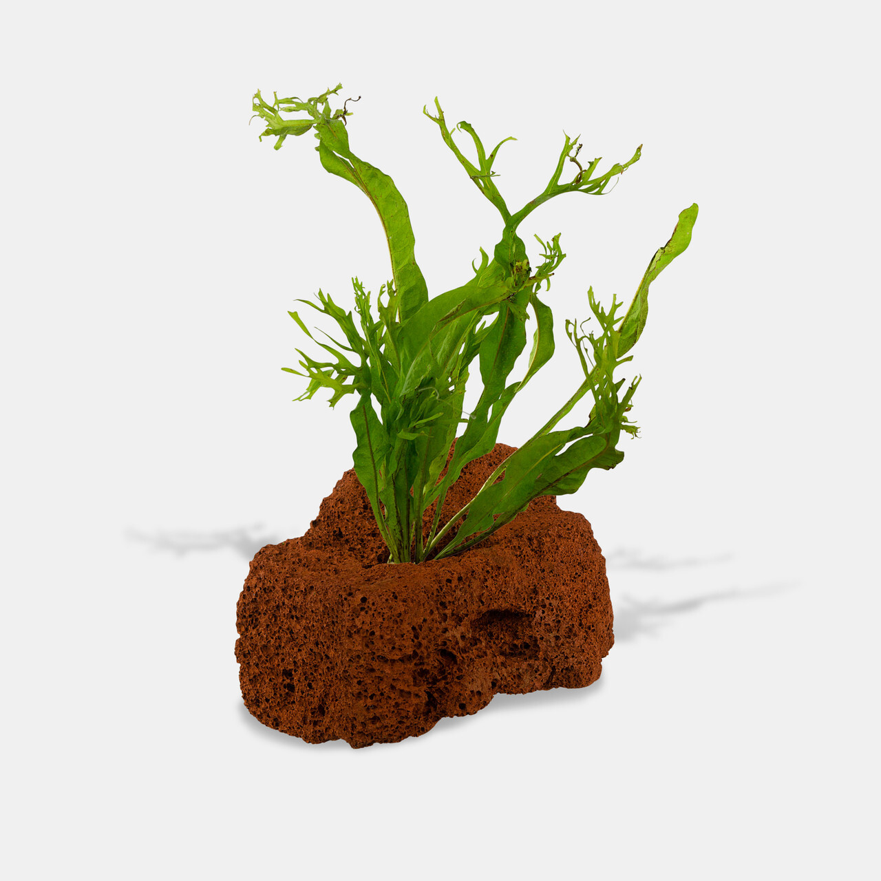 java fern on lava rock