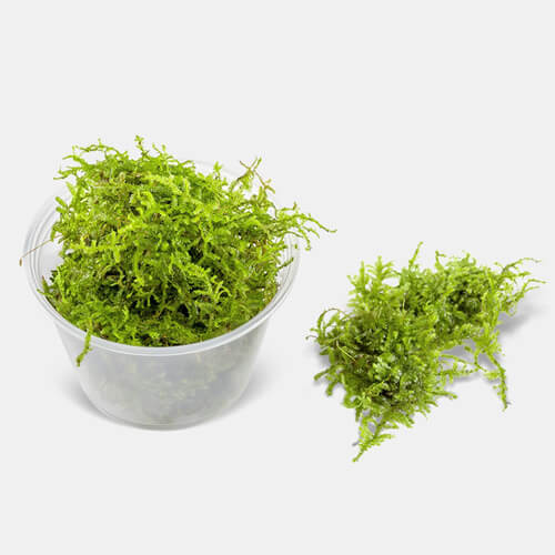 java moss sample for aquariums