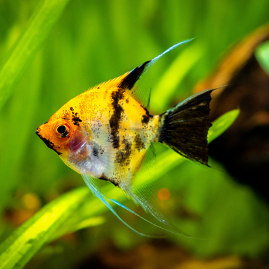 Koi Angelfish