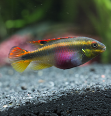 Kribensis Cichlid