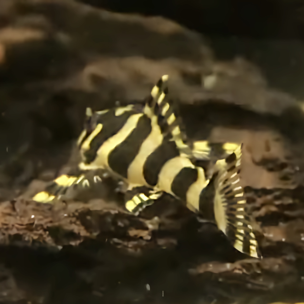 LEOPARD FROG PLECO L134