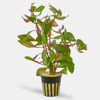 potted dark red ludwigia plant