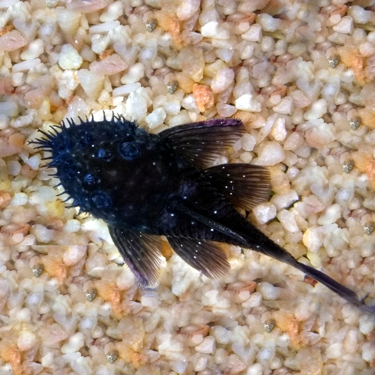 MEDUSA BUSHYNOSE PLECO L034