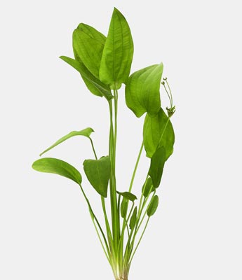 oriental echinodorus sword plant