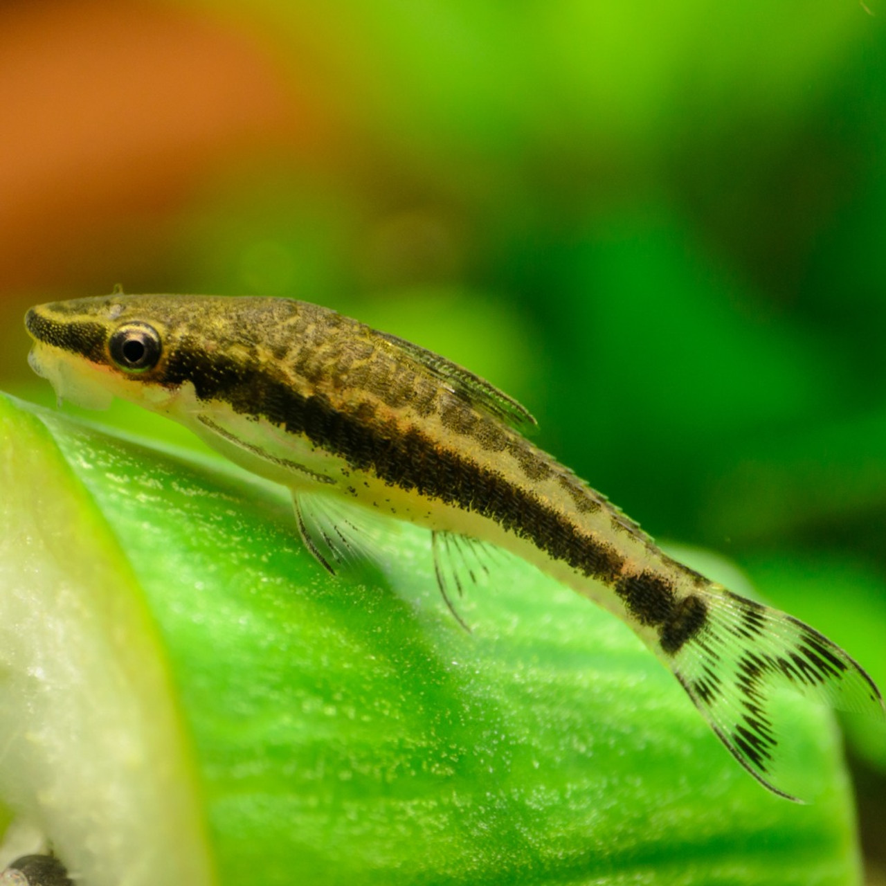 Otocinclus "Oto" Catfish