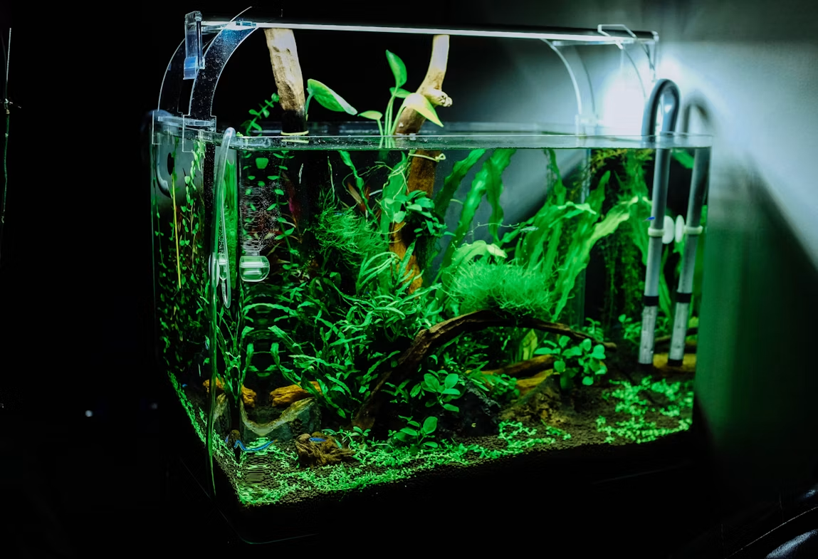 5. Matching Light to Plant Types