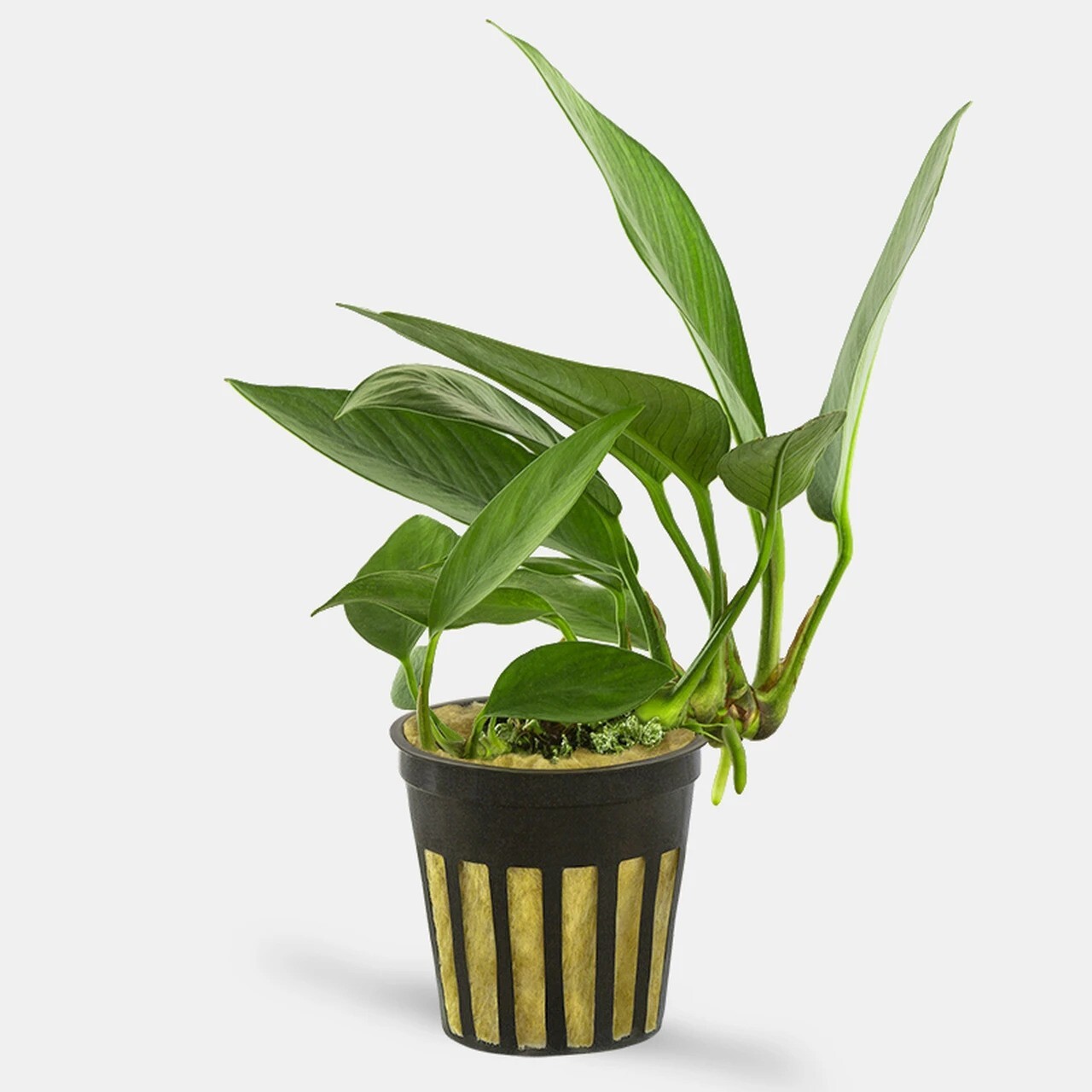 potted anubias nancon