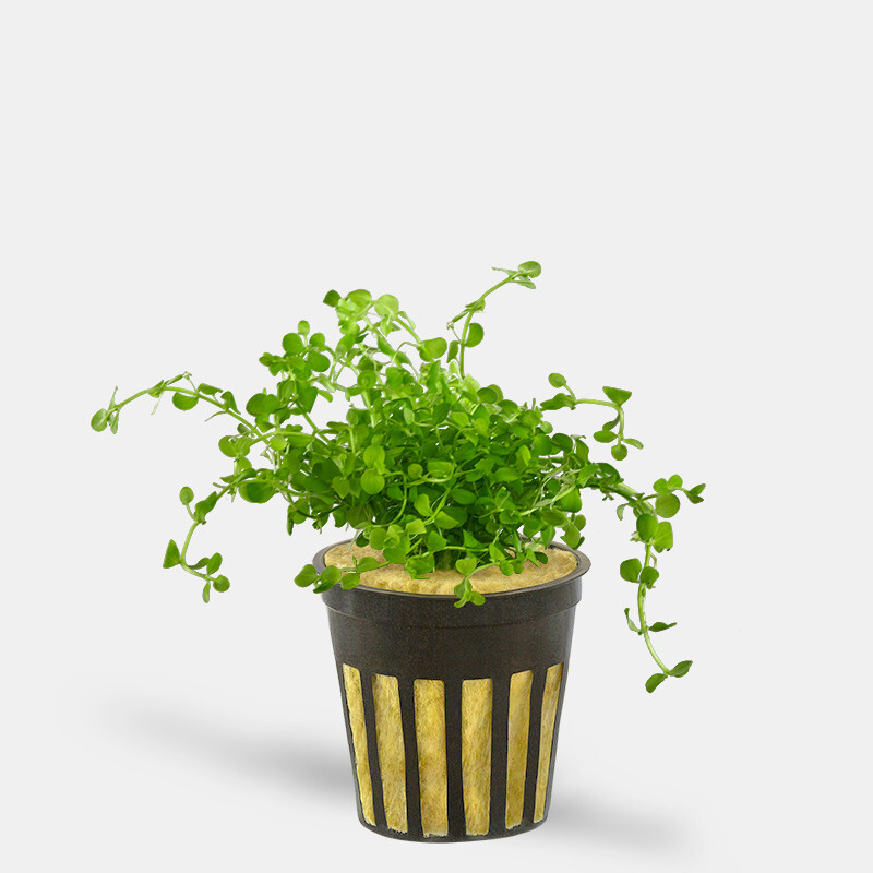 Monte Carlo (Micranthemum Tweediei)