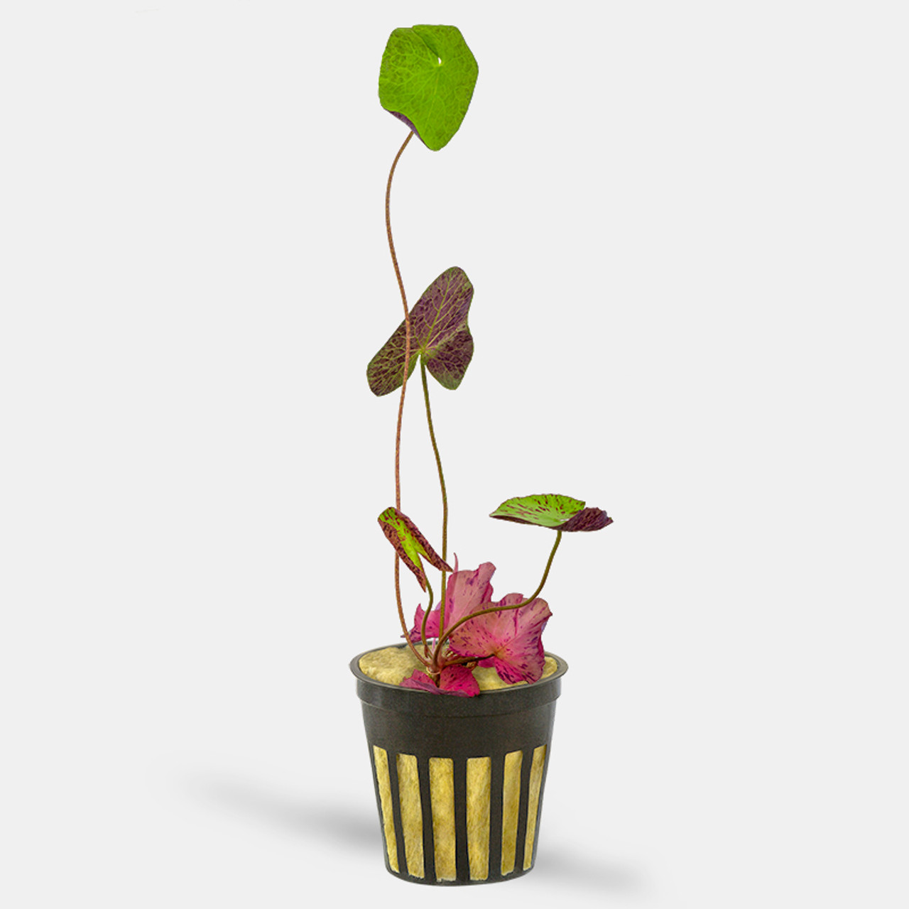 Tiger Lotus (Nymphaea Zenkeri) - Potted