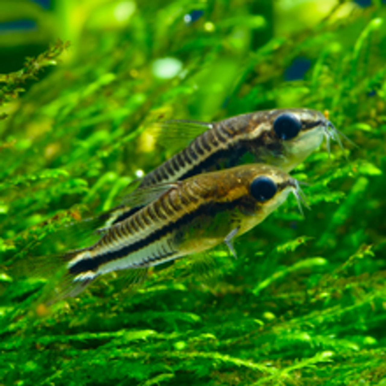 Pygmy Cory