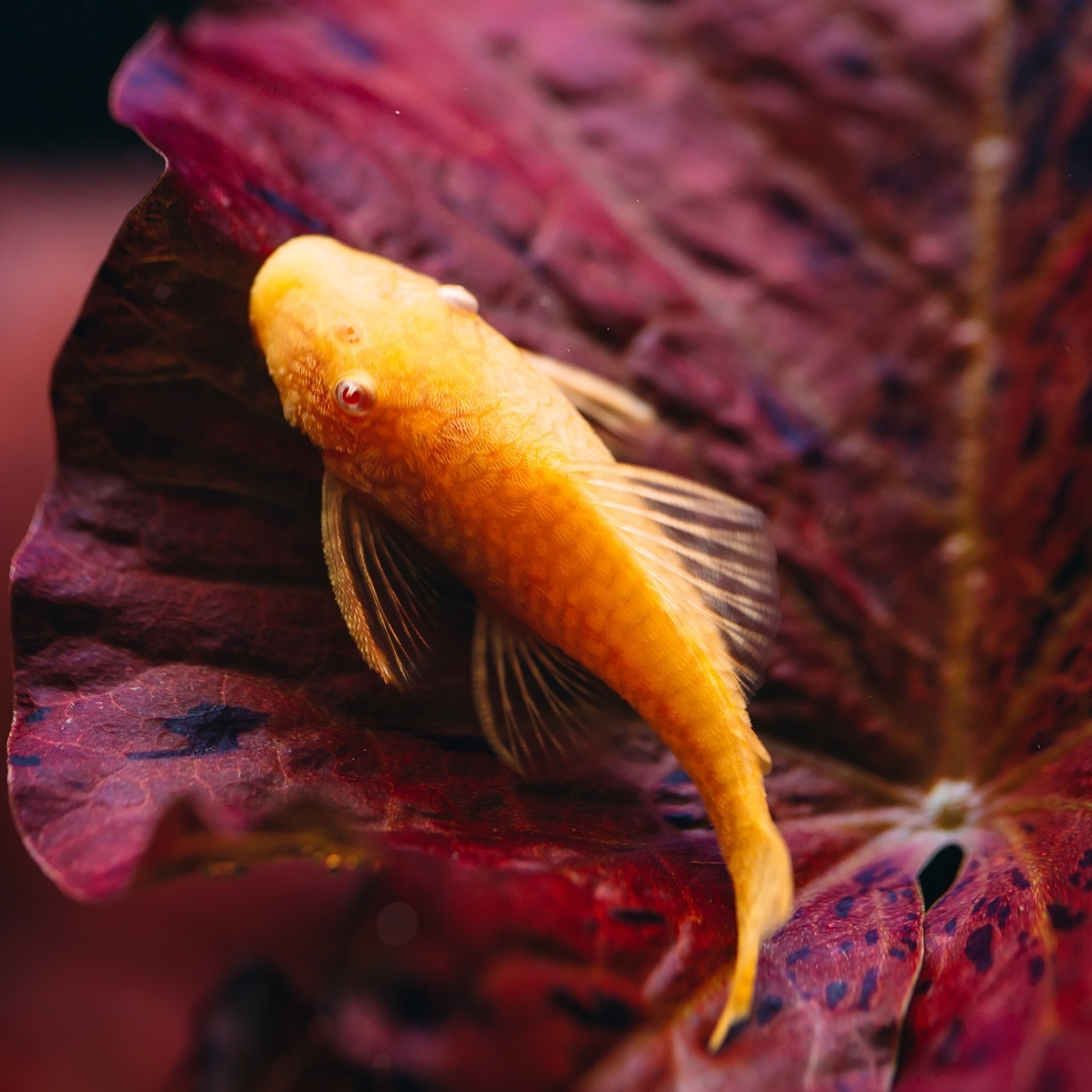 red bistlenose pleco