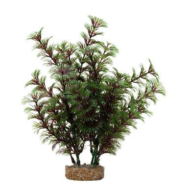 Red/Green Cabomba Red/Green Cabomba