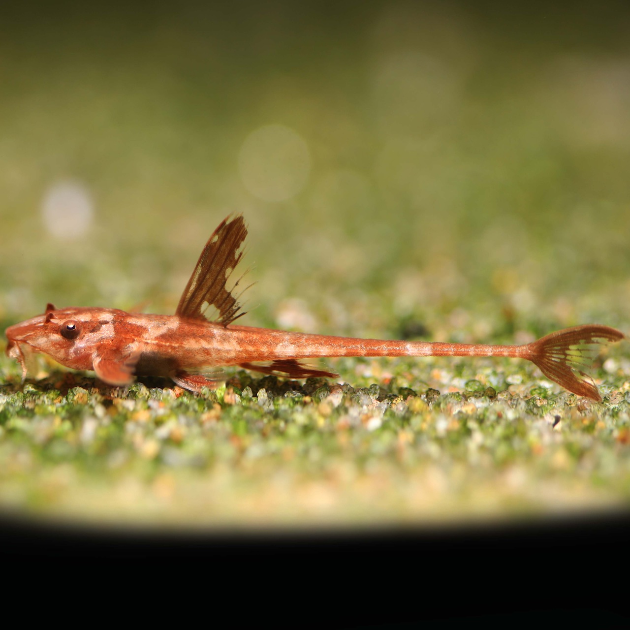 RED LIZARD WHIPTAIL