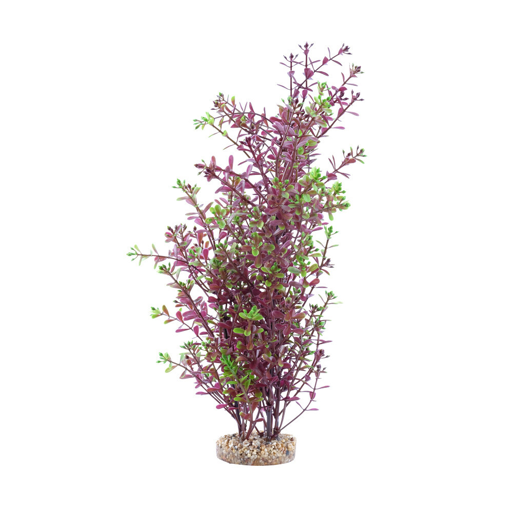Fluval Red Rotala Red Rotala